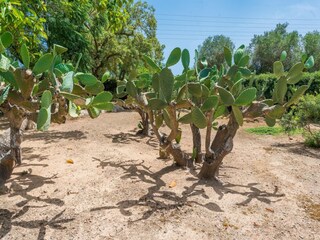 Villa Capdepera Buitenaudio-opname 16