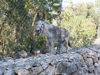 Villa Sa Pobla Outdoor Recording 16