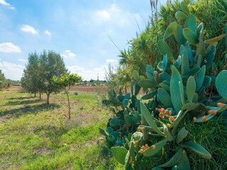 Villa Biniamar Outdoor Recording 30
