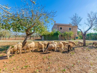 Villa Búger Buitenaudio-opname 30