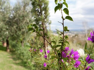Holiday house Certaldo Outdoor Recording 6