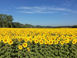 Casa per le vacanze Certaldo Ambiente 23