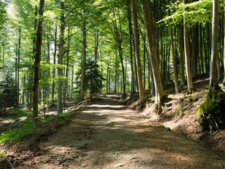 Escursioni sul sentiero della foresta di faggi del Monte Amiata
