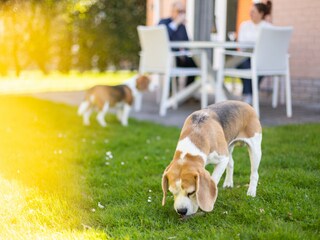 Casa per le vacanze Kamperland Registrazione all'aperto 6