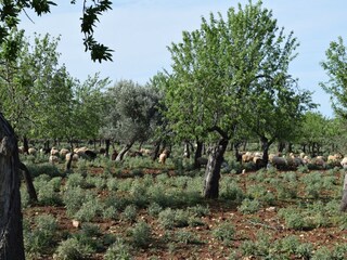 Casa per le vacanze Carlentini Ambiente 33