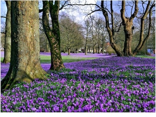 Krokosblüte am Husumer Schloss