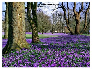 Krokosblüte im Husumer Schlosspark