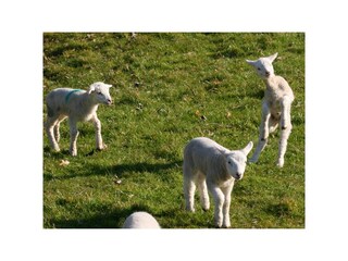 Unsere Osterlämmchen