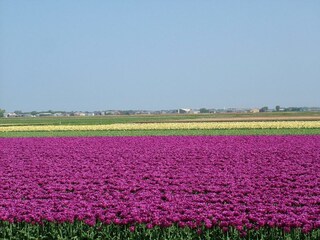 Vakantiehuis Julianadorp Omgeving 24