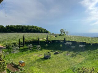VINEYARDS