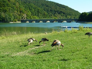 Natur Diemelsee