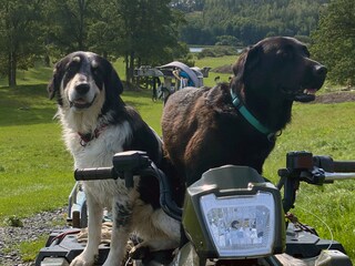 Ellie and Bonnie - the farm dogs.