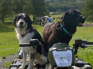 Ellie und Bonnie – die Hofhunde.