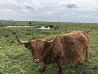 Galloways im Vorland