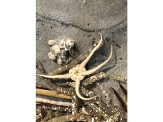 Funde am Strand