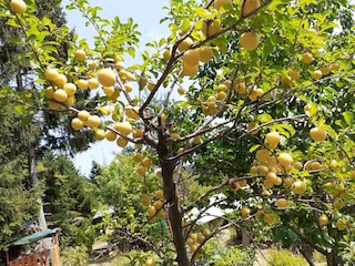 Apartamento de vacaciones Friedenweiler Grabación al aire libre 11