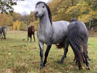Pferde grasen auf den Feldern vor dem Ferienhaus.