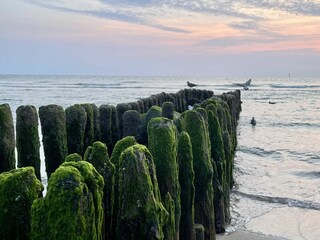 Appartamento per vacanze Westerland Ambiente 25