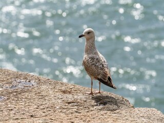 Apartment Helston Outdoor Recording 7