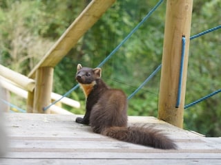 Holiday house Drumnadrochit  31