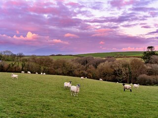 Apartment Boscastle Outdoor Recording 5