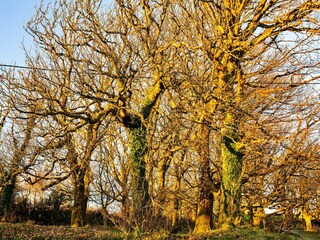 Apartamento Boscastle Grabación al aire libre 11
