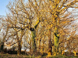 Apartment Boscastle Außenaufnahme 8