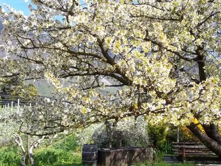 Appartamento per vacanze Lana Registrazione all'aperto 5