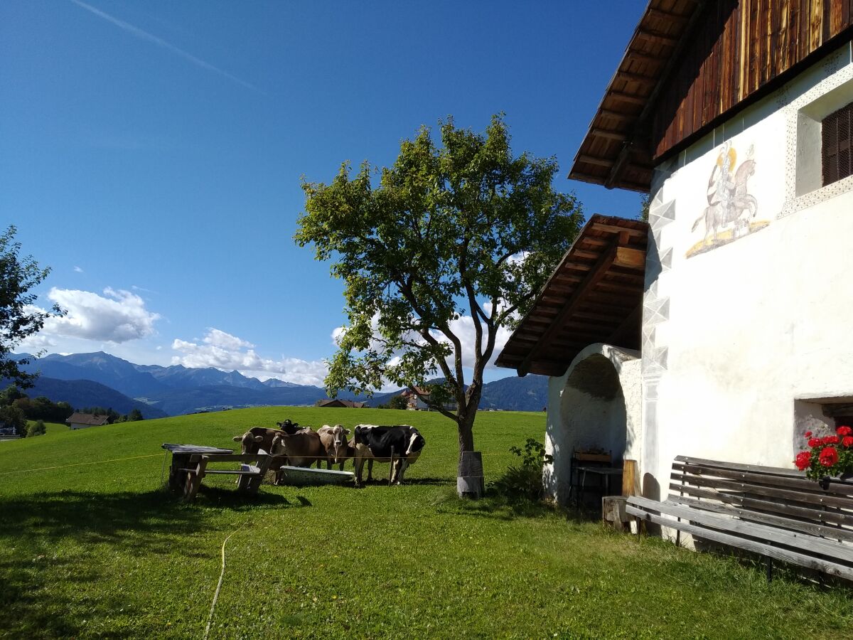 Auf der Weide nahe am Haus