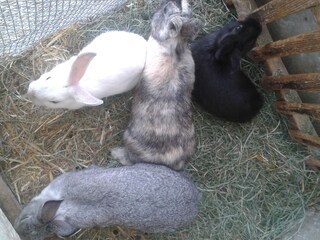 Appartamento per vacanze Terenten Ambiente 27