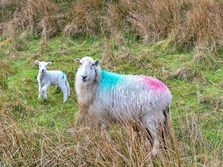 Casa de vacaciones Porthmadog Grabación al aire libre 5
