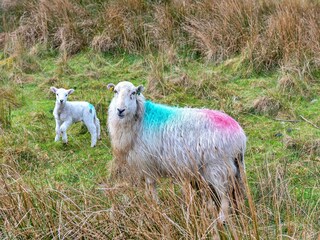 Maison de vacances Porthmadog Enregistrement extérieur 1