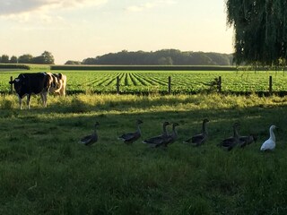 Vakantiehuis Ichtegem Omgeving 34