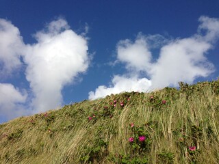 Appartement de vacances Westerland Environnement 21