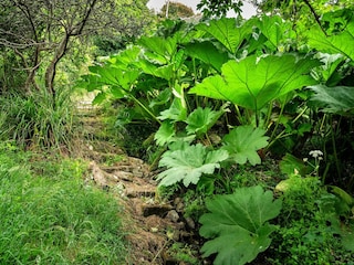 Ferienhaus St. Keverne Außenaufnahme 11