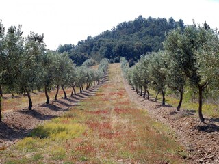 Vakantiehuis Palau-Saverdera Omgeving 33