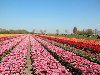 Maison de vacances Julianadorp  26