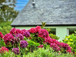 Chalet Boscastle  20