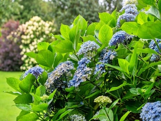 Chalet Boscastle Buitenaudio-opname 2