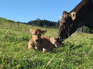 Vakantieappartement Wertach Buitenaudio-opname 15