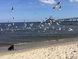 Ostseestrand in Heringsdorf im Frühling