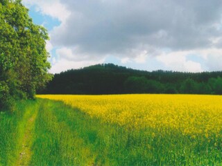 Sommerlandschaft