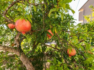 Apartamento Sibenik Grabación al aire libre 3