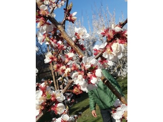 Marillen -Blüte in der Wachau