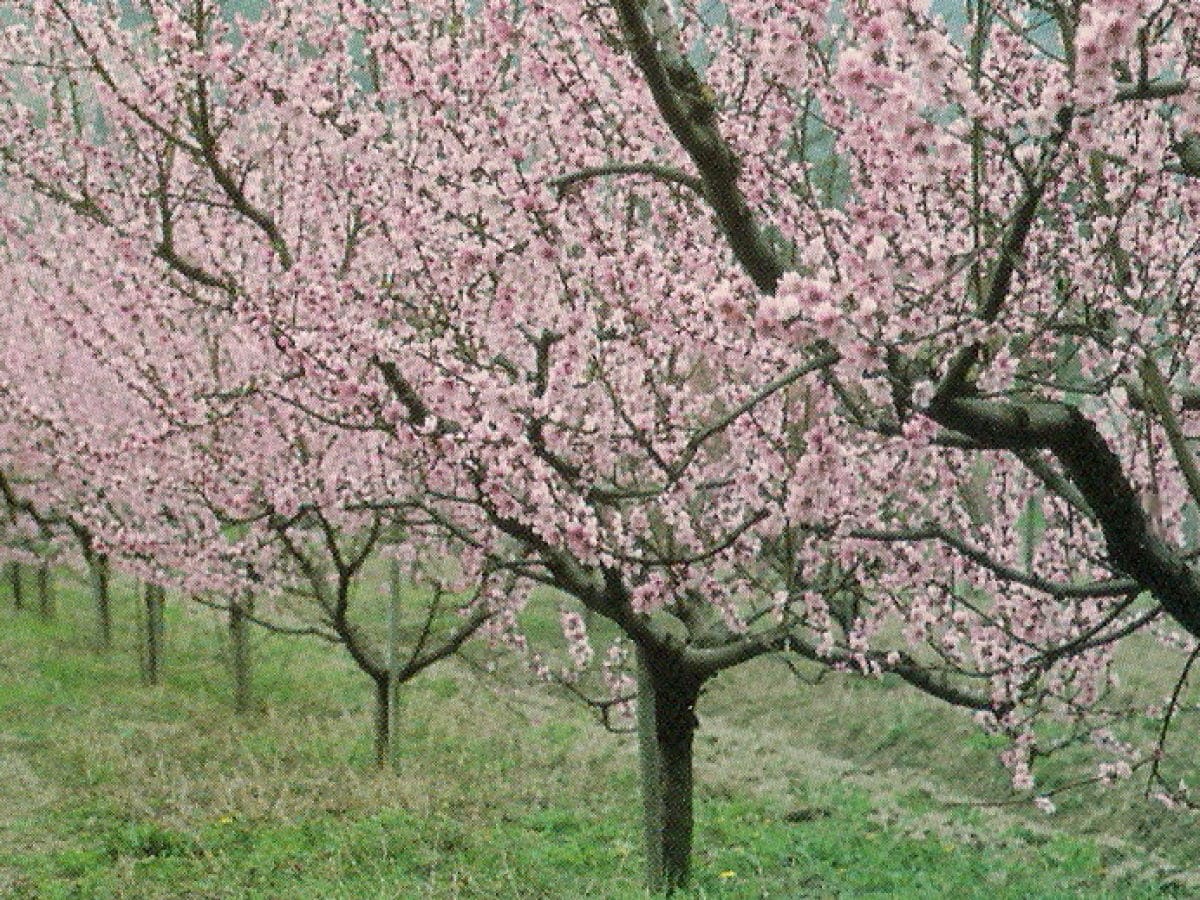 Pfirsichblüte im Mai