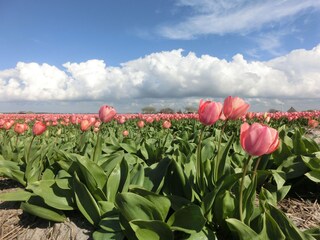 Vakantiehuis Sint Maartensvlotbrug Omgeving 20