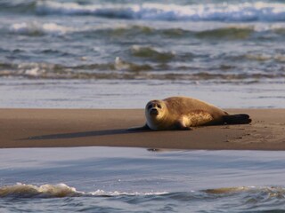 Casa per le vacanze Brouwershaven Ambiente 19