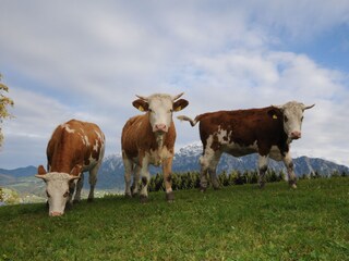 Casa per le vacanze Unterach am Attersee Ambiente 24
