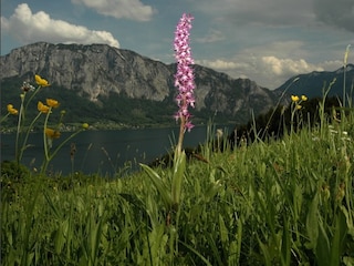 Casa per le vacanze Unterach am Attersee  37