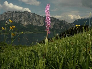 Vakantiehuis Unterach am Attersee Omgeving 26